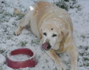 Eve and snow, lick